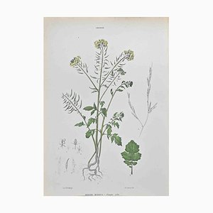 Vincenzo Tenore, White Mustard, Lithograph, 1870s