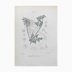 Vincenzo Tenore, Small Hemlock, Lithograph, 1870s