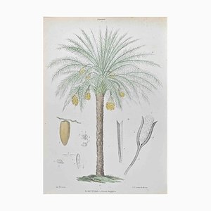 Vincenzo Tenore, Date, Lithograph, 1870s