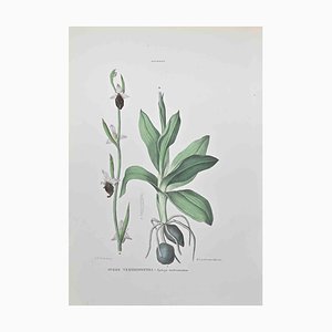 Vincenzo Tenore, Ophrys Tenthredinifera, Lithograph, 1870s