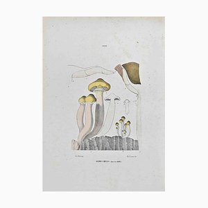 Vincenzo Tenore, Agaric Meleo, Lithograph, 1870s