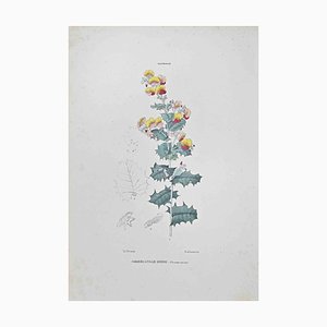 Vincenzo Tenore, Coryzema with Different Leaves, Lithograph, 1870s