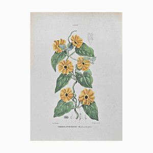 Vincenzo Tenore, Orange,flowered Tumbergia, Lithograph, 1870s