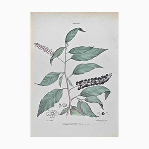 Vincenzo Tenore, Phytolacca Decandra, Lithograph, 1870s