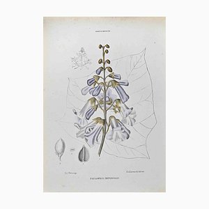 Lithographie, Vincenzo Tenore, Paulownia Imperialis, 1870s