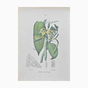 Vincenzo Tenore, Vanilla, Lithograph, 1870s