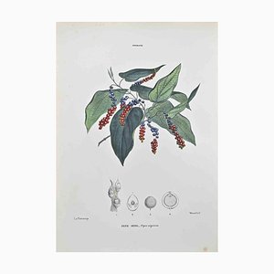 Vincenzo Tenore, Black Pepper, Lithograph, 1870s