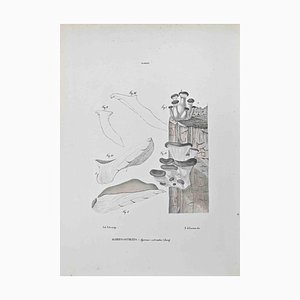 Vincenzo Tenore, Ostreate Agaric, Lithographie, 1870er