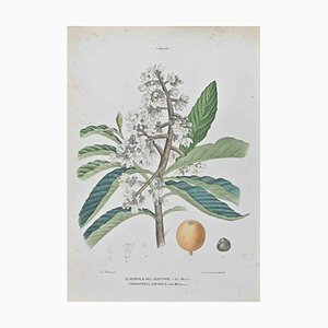 Vincenzo Tenore, Japanese Medlar, Lithograph, 1870s