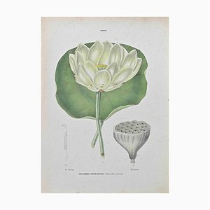 Vincenzo Tenore, Yellow,flowered Nelumbia, Lithograph, 1870s