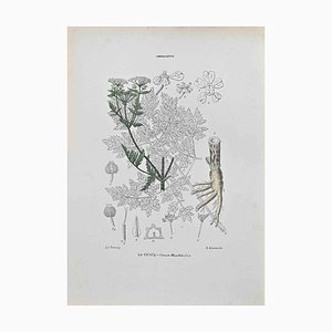 Vincenzo Tenore, Hemlock, Lithograph, 1870s
