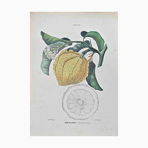 Vincenzo Tenore, Gordon Cedar, Lithograph, 1870s