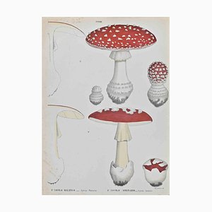 Vincenzo Tenore, Ovolo Mushroom, Lithograph, 1870s