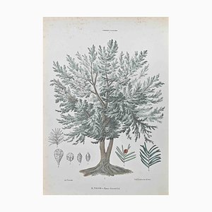 Vincenzo Tenore, Yew Tree, Lithograph, 1870s