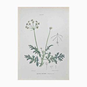 Vincenzo Tenore, Night Geranium, Litografía, década de 1870