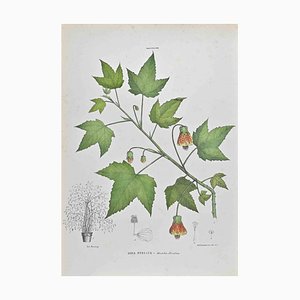 Vincenzo Tenore, Sida Striata, Lithograph, 1870s