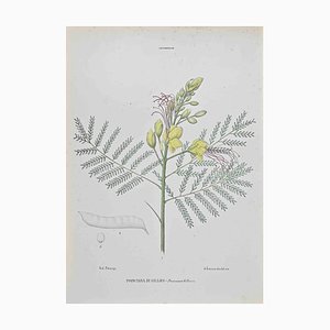 Vincenzo Tenore, Poinciana di Gillies, Lithograph, 1870s