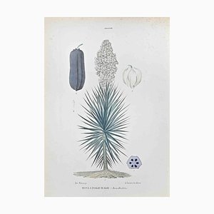 Vincenzo Tenore, Aloe Leaf Yucca, Lithographie, 1870er