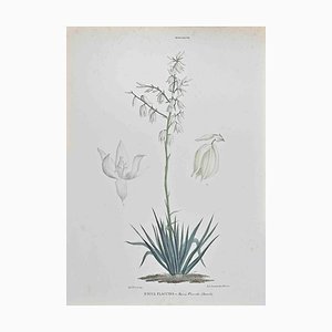 Vincenzo Tenore, Yucca Flaccida, Lithograph, 1870s