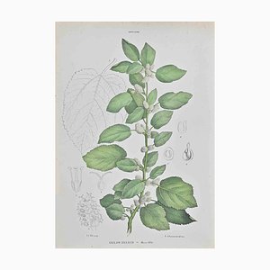 Vincenzo Tenore, White Mulberry, Lithograph, 1870s