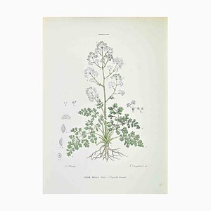 Vincenzo Tenore, Aniso de Sila, Litografía, década de 1870