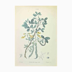 Vincenzo Tenore, Wolf Bean, Lithograph, 1870s