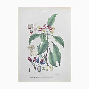 Vincenzo Tenore, Aromatic Clove, Lithograph, 1870s