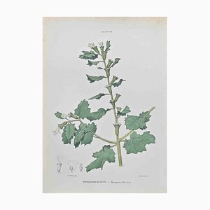 Vincenzo Tenore, Hyoscyamus Albus, Lithograph, 1870s