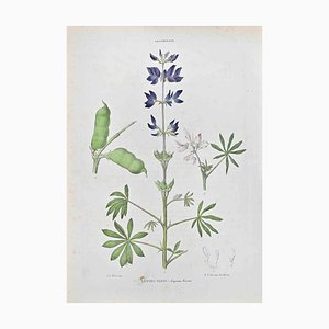 Vincenzo Tenore, Lupine Vario, Lithograph, 1870s
