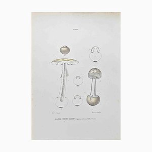 Vincenzo Tenore, Citrine-Albido Agaric, Lithograph, 1870s