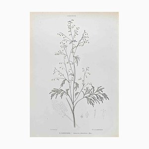 Vincenzo Tenore, Absinthe, Lithograph, 1870s