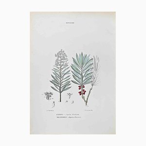 Vincenzo Tenore, Daphnaceae, Lithograph, 1870s
