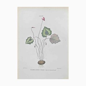 Vincenzo Tenore, Castor,Oil Plant, Lithograph, 1870s
