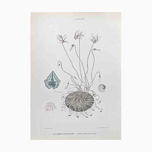Vincenzo Tenore, Ivy Leaf Cyclamen, Lithographie, 1870er