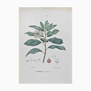 Vincenzo Tenore, Neapolitan Cyclamen, Lithograph, 1870s