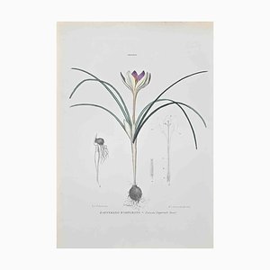 Vincenzo Tenore, Saffron of Imperato, Lithograph, 1870s