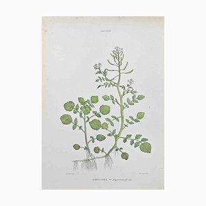 Vincenzo Tenore, Watercress, Lithograph, 1870s