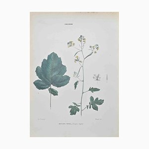 Vincenzo Tenore, Black Mustard, Lithograph, 1870s