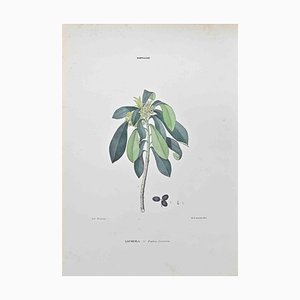 Vincenzo Tenore, Laureola, Lithograph, 1870s