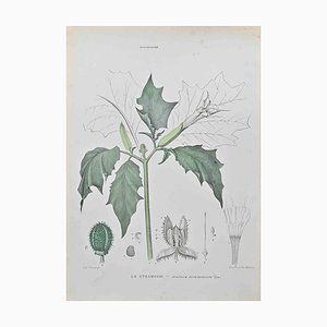Vincenzo Tenore, Stramonium, Lithograph, 1870s