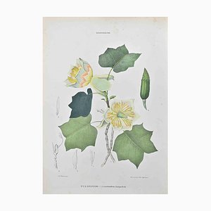 Vincenzo Tenore, Tulipiferous, Lithograph, 1870s