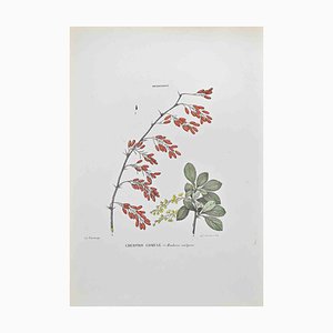 Vincenzo Tenore, Common Barberry, Lithograph, 1870s