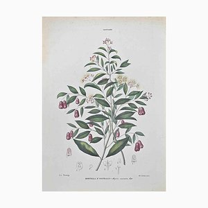Vincenzo Tenore, Australian Myrtle, Lithograph, 1870s