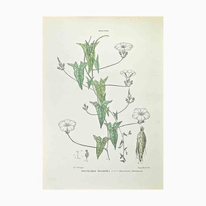 Vincenzo Tenore, Convolvulus Scamonea, Lithograph, 1870s