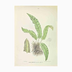 Vincenzo Tenore, Scolopendrium Officinale, Lithograph, 1870s