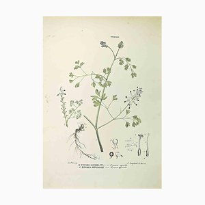Vincenzo Tenore, Fumariaceae, litografía, década de 1870