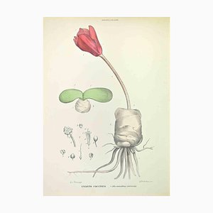 Vincenzo Tenore, Coccinean Hemanth, Lithograph, 1870s