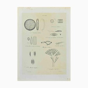 Vincenzo Tenore, Diatomee, Lithograph, 1870s