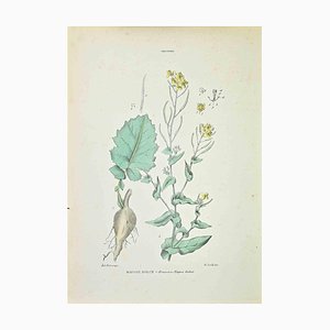 Vincenzo Tenore, Sweet Swede, Lithograph, 1870s