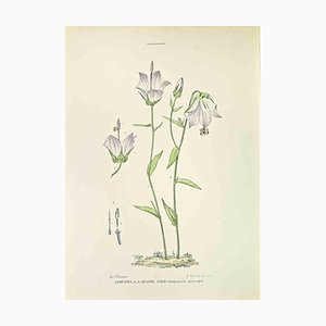 Vincenzo Tenore, Großstielige Glockenblume, Lithographie, 1870er